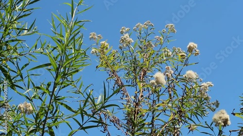White mature pappus achene head fruit of Seepwillow, Baccharis Salicifolia, Asteraceae, native dioecious perennial semi-deciduous shrub in Ballona Freshwater Marsh, Southern California Coast, Summer. photo