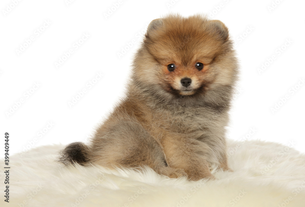 Pomeranian Spitz puppy Pomeranian Spitz puppy
