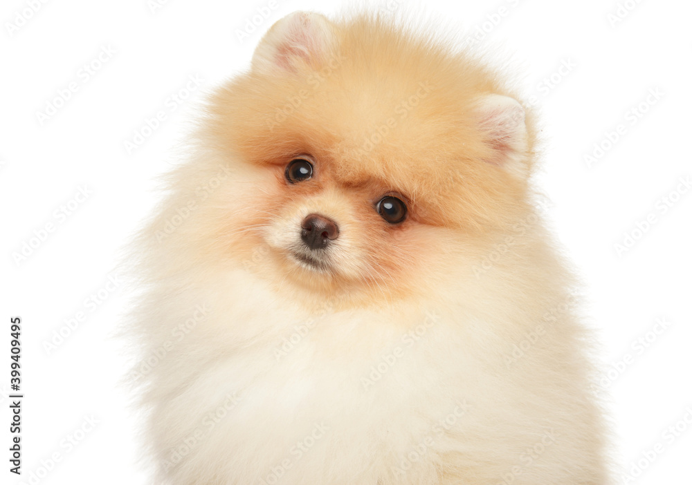 Close-up of Pomeranian Spitz puppy Close-up of Pomeranian Spitz puppy