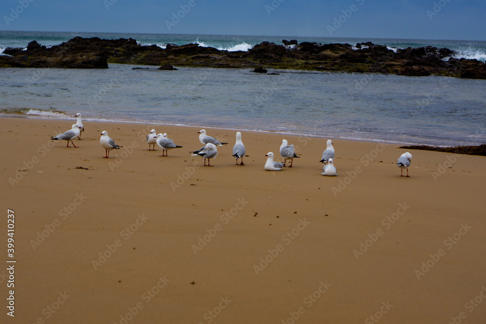 Seagull birds relaxing on sand Seagull birds relaxing on sand