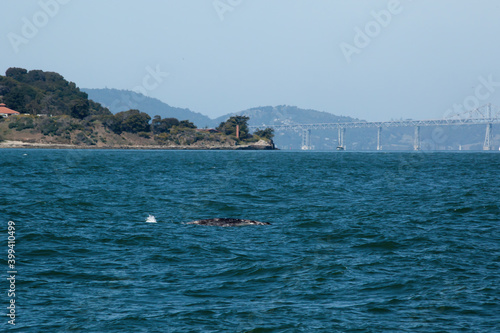 Whale in San Francisco Bay