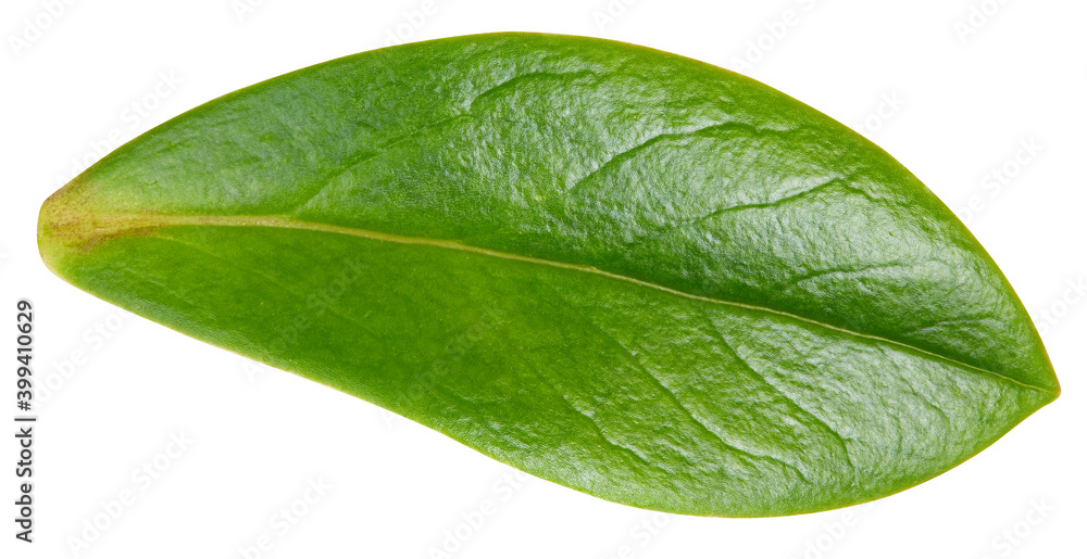 Obraz premium Nut leaf isolated on a white background