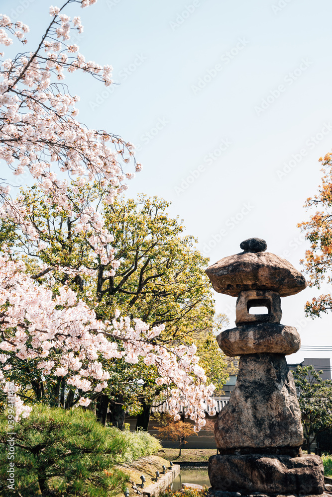 Japanese traditional stone lamp with cherry blossoms at Toji temple in Kyoto, Japan Japanese traditional stone lamp with cherry blossoms at Toji temple in Kyoto, Japan