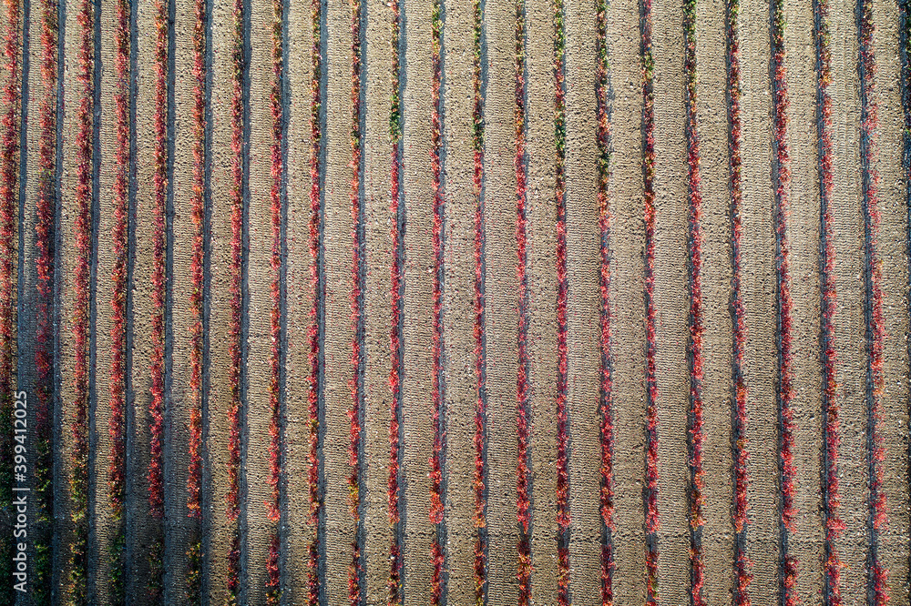 Full frame shot of vineyard during autumn Full frame shot of vineyard during autumn