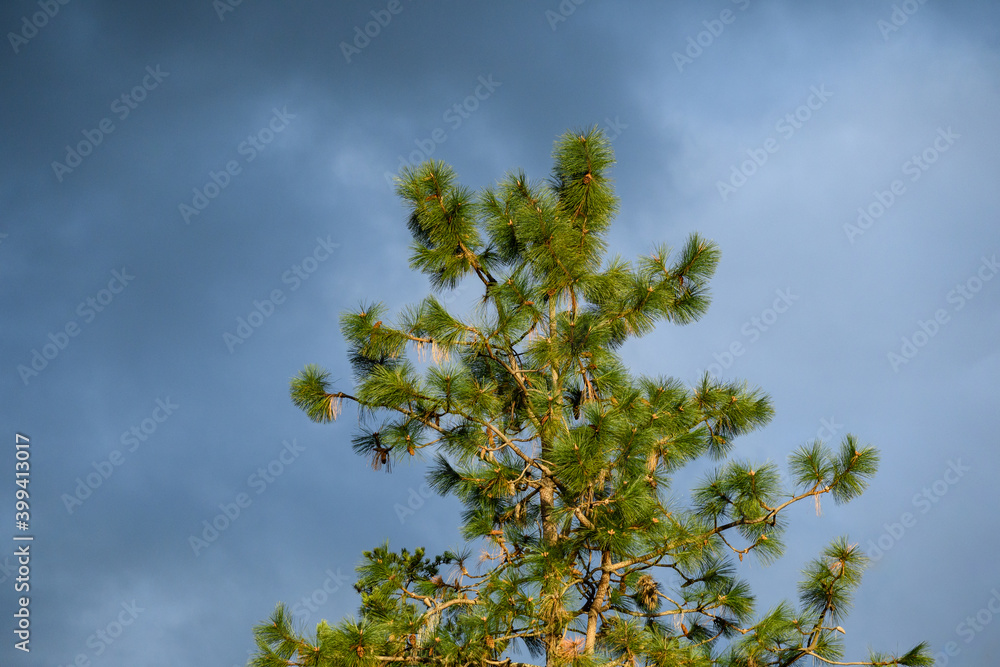 Moody scene of sunlight on a pine tree against a stormy gray sky

