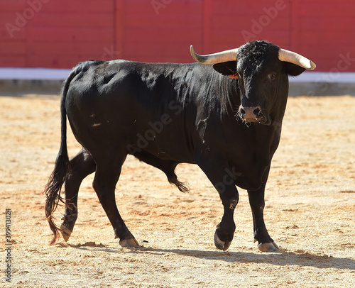 powerful bull with big horns