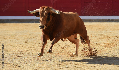 powerful bull with big horns