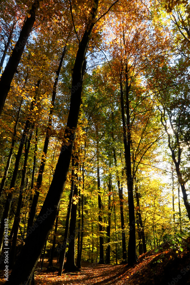 Autumn forest inÔøΩElbe Sandstone Mountains Autumn forest inÔøΩElbe Sandstone Mountains