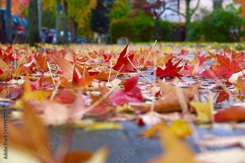 Fallen leaves of American sweetgum (Liquidambar styraciflua) lying on pavement in autumn photo