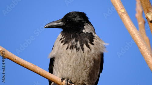 
A crow on a city street. Bird watching