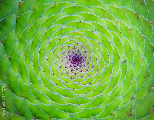 Green natural pattern of flat-topped aeonium (Aeonium tabuliforme) photo