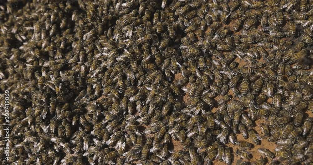 Slow motion close-up view of African honey bees hard at work in a hive Slow motion close-up view of African honey bees hard at work in a hive