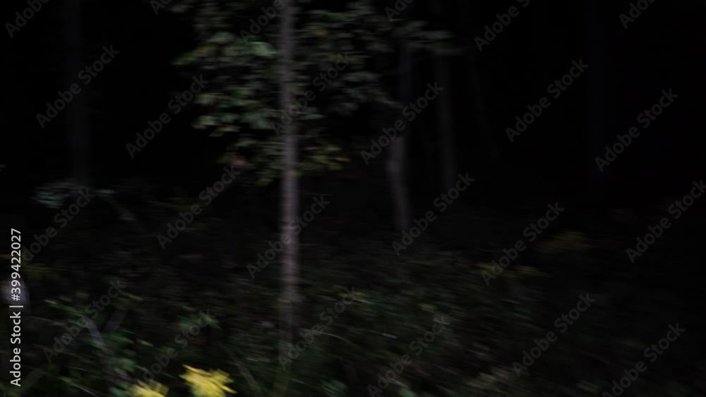 the haunted woods where missing girls vanish at night