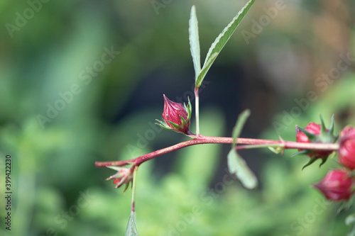 Close up of Roselle flowers