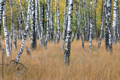 Birch Grove photo