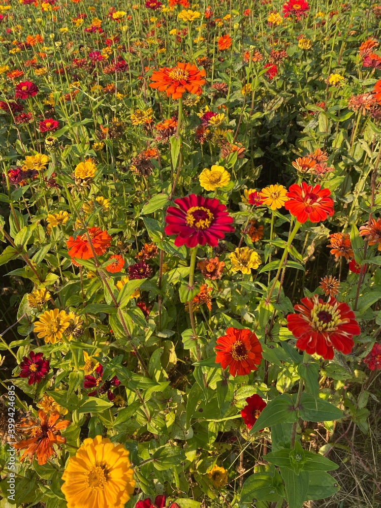 red and yellow flower field 