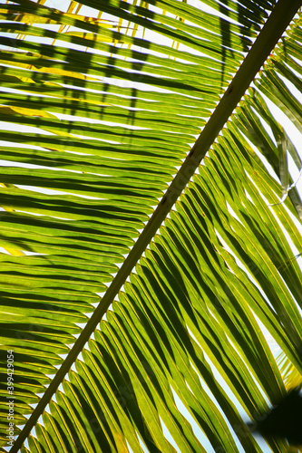 detail against the light of a palm leaf