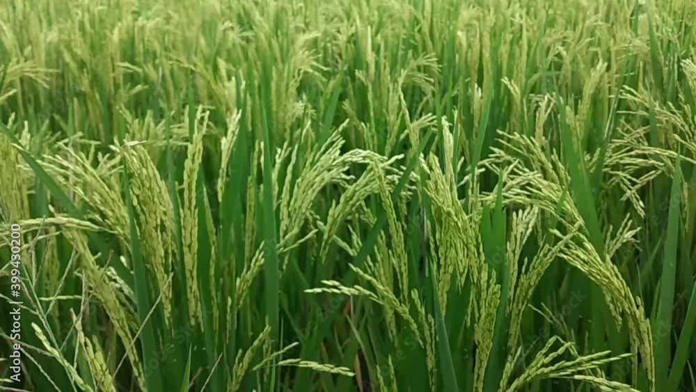 Paddy field. Paddy, Organic Agriculture, Ears Of Rice In The Field. Close up ear of rice swaying by wind in rice paddy. grain in paddy field concept. close up of green rice field. Paddy field. Paddy, Organic Agriculture, Ears Of Rice In The Field. Close up ear of rice swaying by wind in rice paddy. grain in paddy field concept. close up of green rice field.