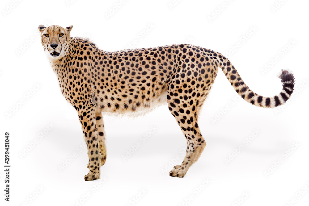 Cheetah Facing Side Extracted Cheetah Facing Side Extracted
