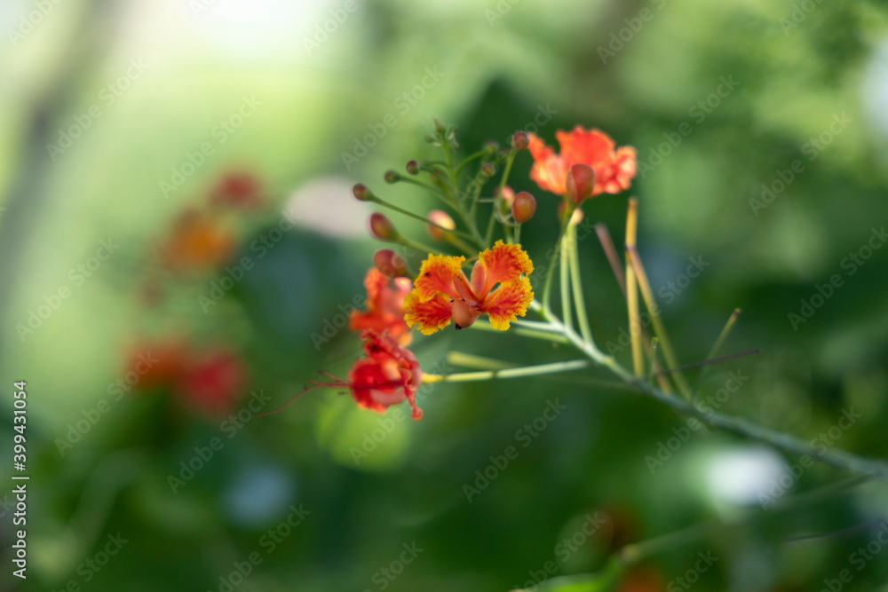 Peacock flower, close up, soft focus Peacock flower, close up, soft focus
