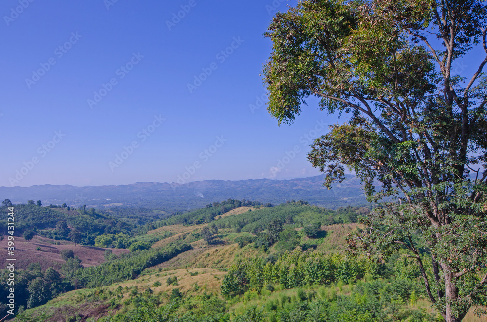 BIg tree and beautiful mountains with blue sky background