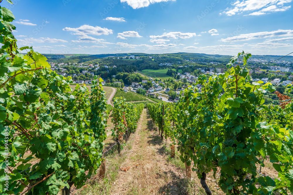 Grapes vineyard with Trier city in the background. Germany 