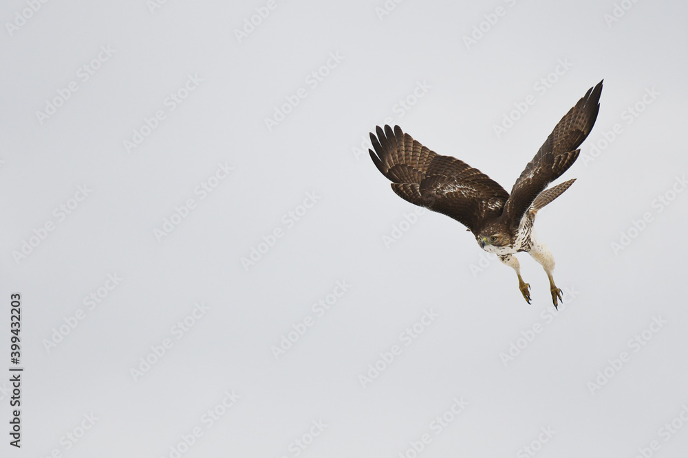 Fototapeta premium Red-tailed Hawk juvenile in landing mode