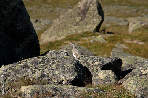 mountain partridge on the rocks