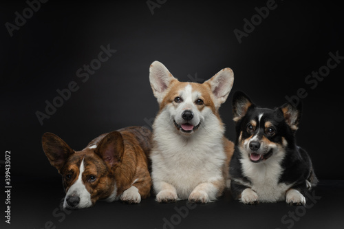 three dogs on a on black background. Different colors of welsh corgi pembroke and cardigan together. Happy pets