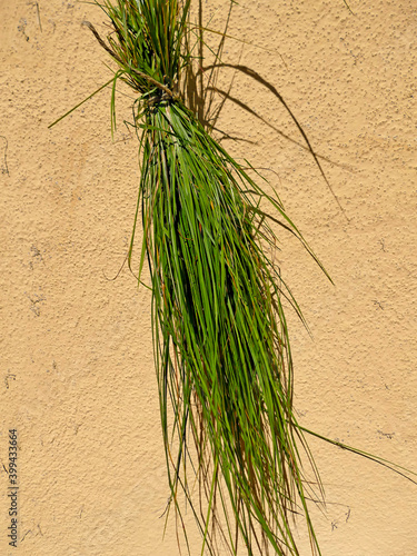 sweet grass, a bundle of herbs
