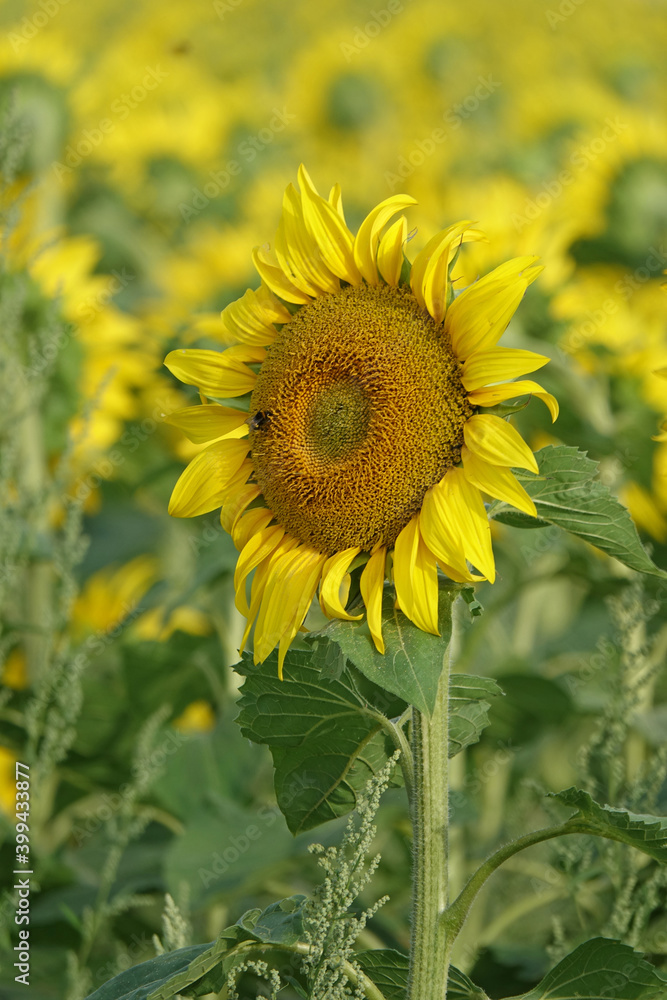 Obraz premium Sunflowers Helianthus Annuus