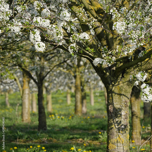 Blooming Morello Cherry Trees photo