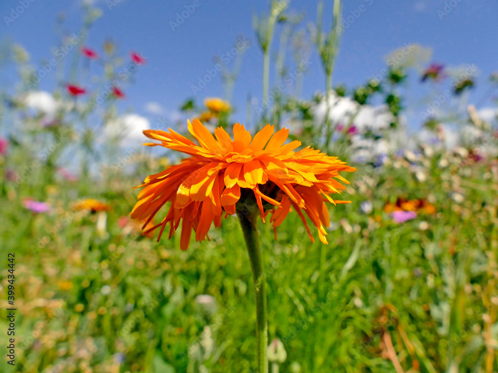 marigold in a meadow with a lot of colorful flowers marigold in a meadow with a lot of colorful flowers