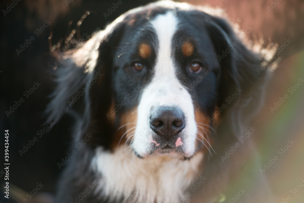 Bernese Mountain Dog Puppy in Alaska