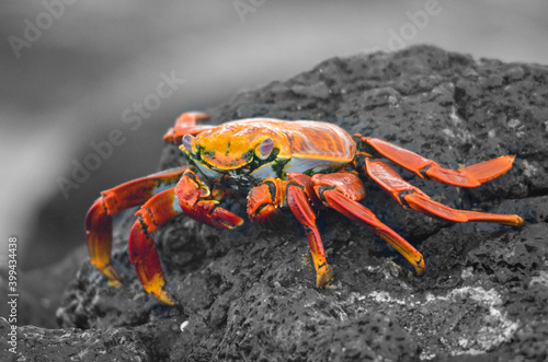 Galapagos Crab on wet dark grey rock	
