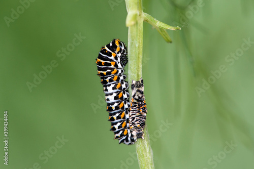 Freshly Molted Larva Of An Old World Swallowtail Papilio Machaon