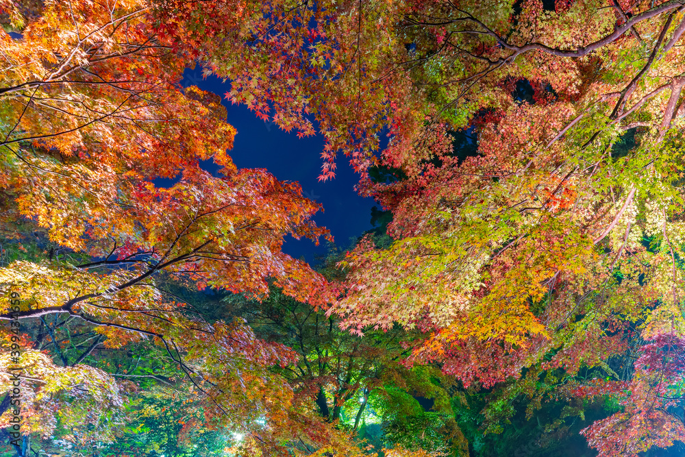 熱海梅園のライトアップされた紅葉 静岡県熱海市 もみじまつり 熱海梅園のライトアップされた紅葉 静岡県熱海市 もみじまつり