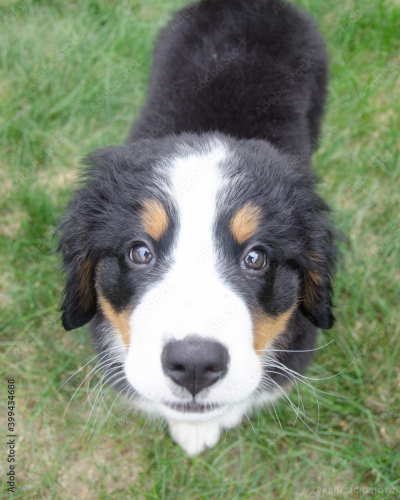 Bernese Mountain Dog Puppy in Alaska