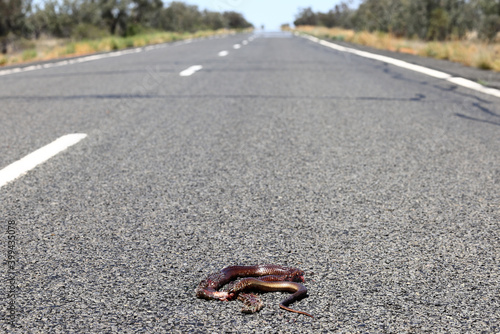 Australian Mulga Snake run over and killed on outback road