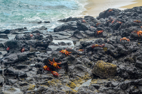 Multiple Crabs crawling on rock beach on Galapagos Island  photo