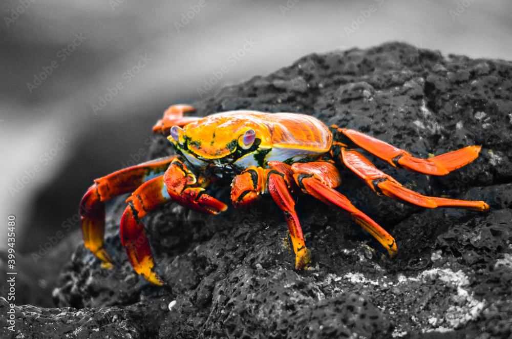 Galapagos, Sally Light Foot Crab, on wet dark grey rock Galapagos, Sally Light Foot Crab, on wet dark grey rock