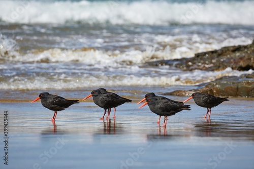 New Zealand bird variable oystercatchers on the beach photo