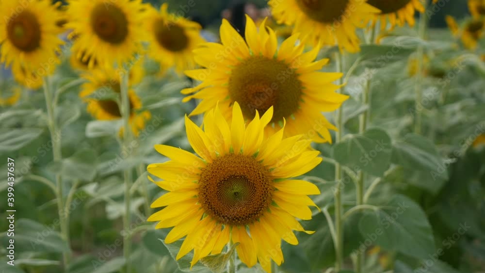 Close up of sunflower against a field Close up of sunflower against a field