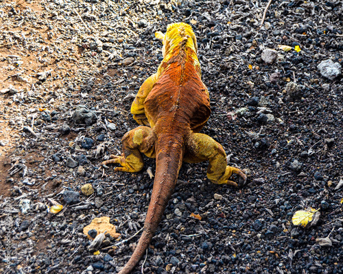 Fotografia Close up of Galapagos Land Iguana in captivity at research center