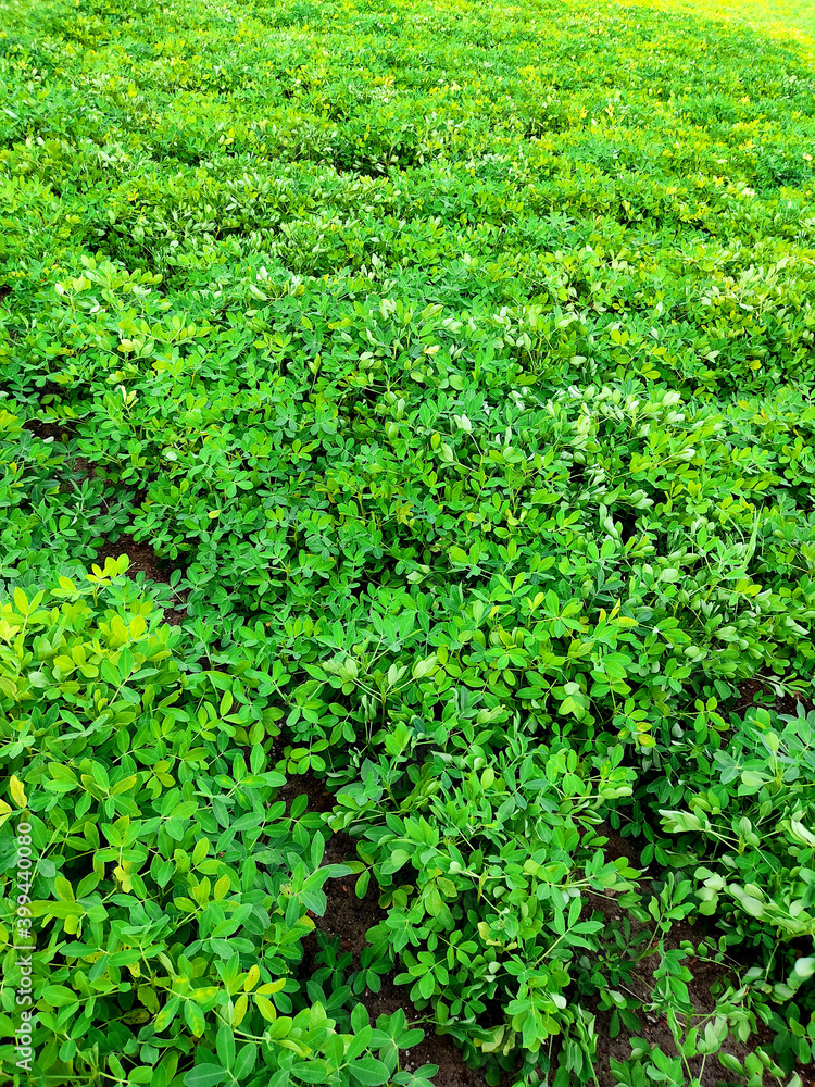 Peanuts farm, Peanut Field, Peanut Tree, Peanuts plantation fields, Farm land in India background Peanuts farm, Peanut Field, Peanut Tree, Peanuts plantation fields, Farm land in India background