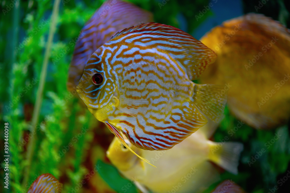 Discus in the aquarium. Fish swim in the aquarium Discus in the aquarium. Fish swim in the aquarium