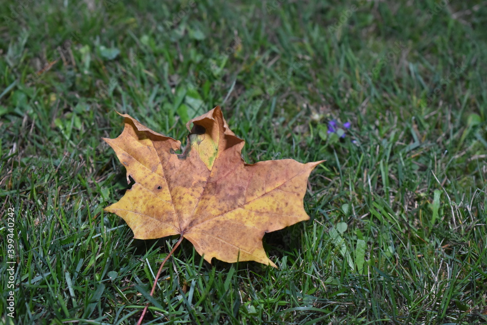 Leaf From A Norway Maple Tree In Autumn Leaf From A Norway Maple Tree In Autumn
