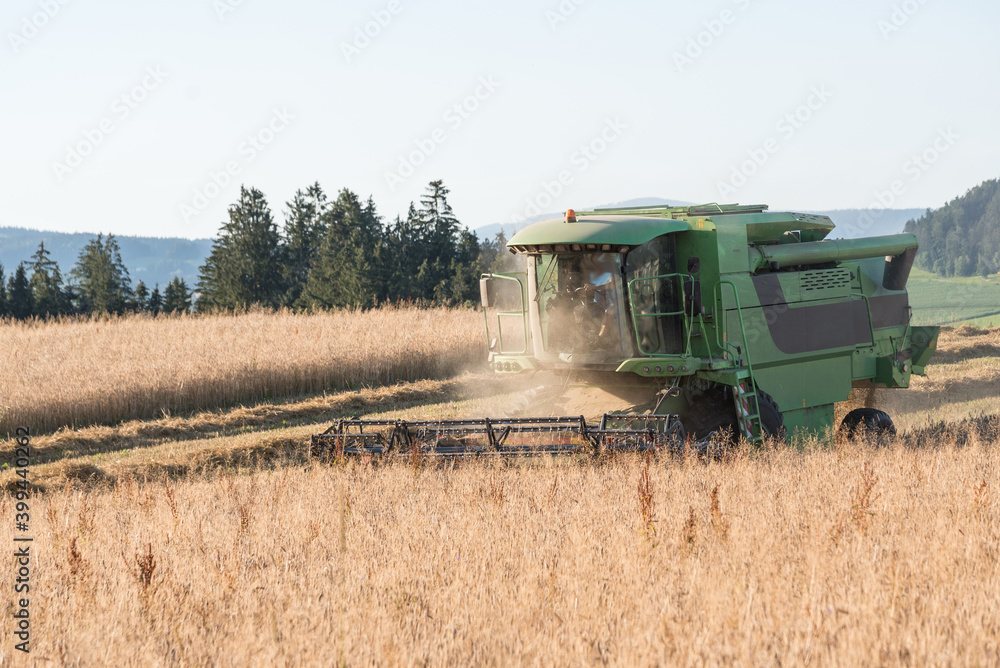 Obraz premium Cornfield Is Harvested With A Combine Harvester - Grain Harvest