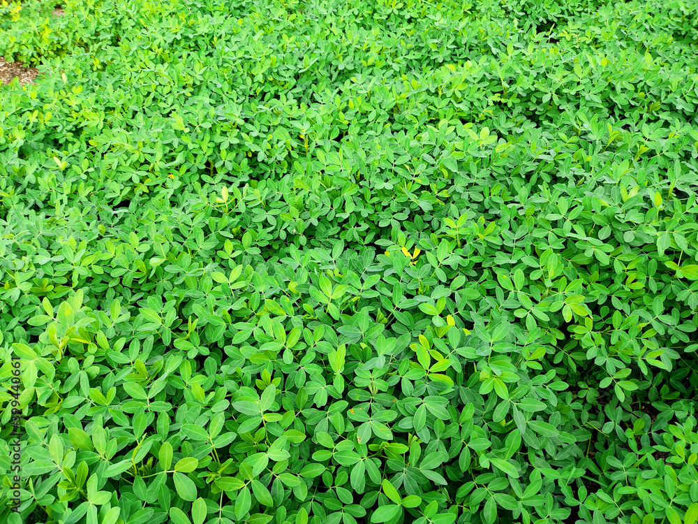 Peanuts farm, Peanut Field, Peanut Tree, Peanuts plantation fields, Farm land in India background Peanuts farm, Peanut Field, Peanut Tree, Peanuts plantation fields, Farm land in India background