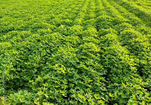 Peanuts farm, Peanut Field, Peanut Tree, Peanuts plantation fields, Farm land in India background